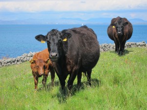 Irland, Kühe auf Inishmore