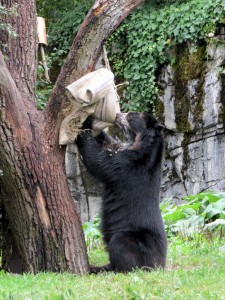 Brillenbär - Zoo Zürich - August 2015