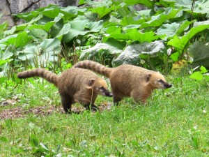 Nasenbären - Zoo Zürich - August 2015