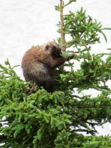 Stachelschwein, Forillon National Park, Québec, Kanada
