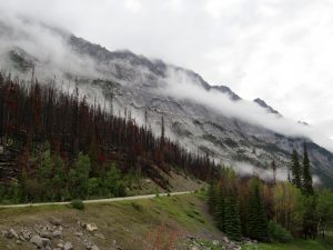 Reste eines Waldbrands, Jasper, Alberta, Kanada